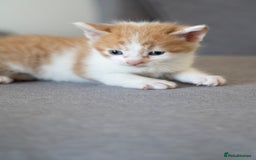 Mixed Breed cats for sale: 4 LOVEY CATS in ESSEX - 2 MALE & 2 FEMALE  - Image 6