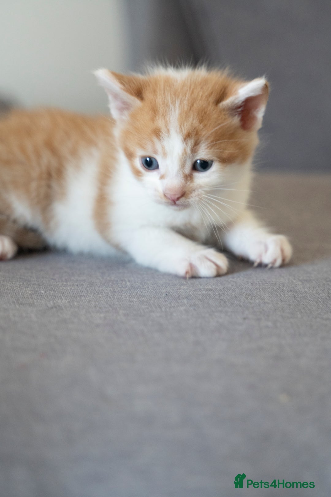 Mixed Breed cats for sale: 4 LOVEY CATS in ESSEX - 2 MALE & 2 FEMALE  - Image 6