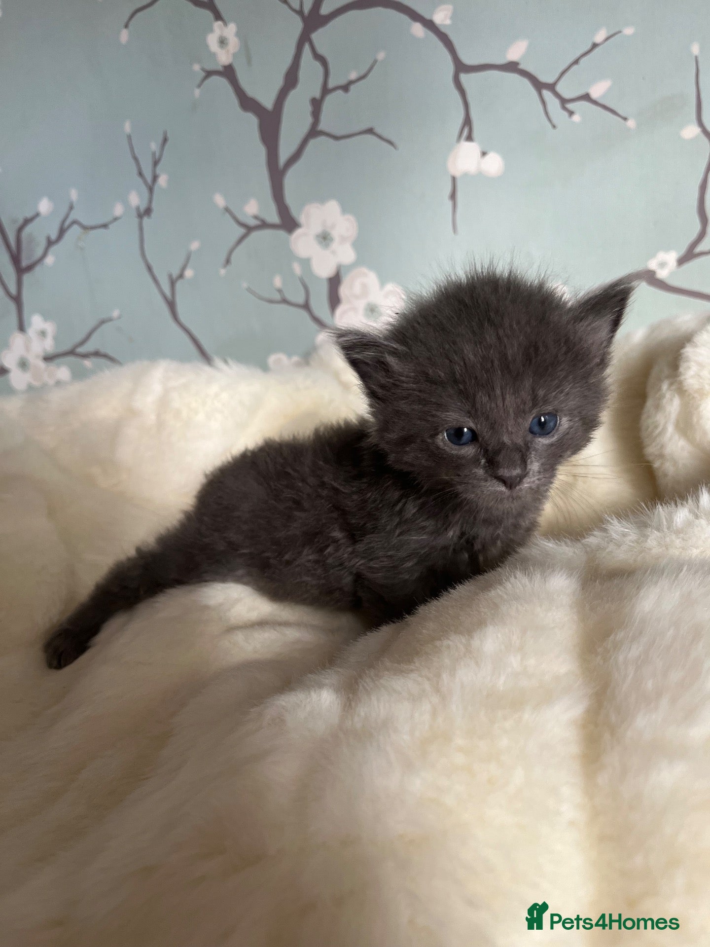 Mixed Breed cats Extra fluffy kittens for sale  - Advert 1