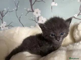 Mixed Breed cats Extra fluffy kittens for sale - Advert 1