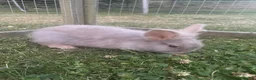 Lionhead rabbits for sale: 🐰 Adorable Lionhead Bunnies for Sale 🐰 - Advert 10