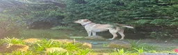Mixed Breed dogs for adoption: Lily - Almost 2 years, Labrador Girl in Peacehaven - Advert 4