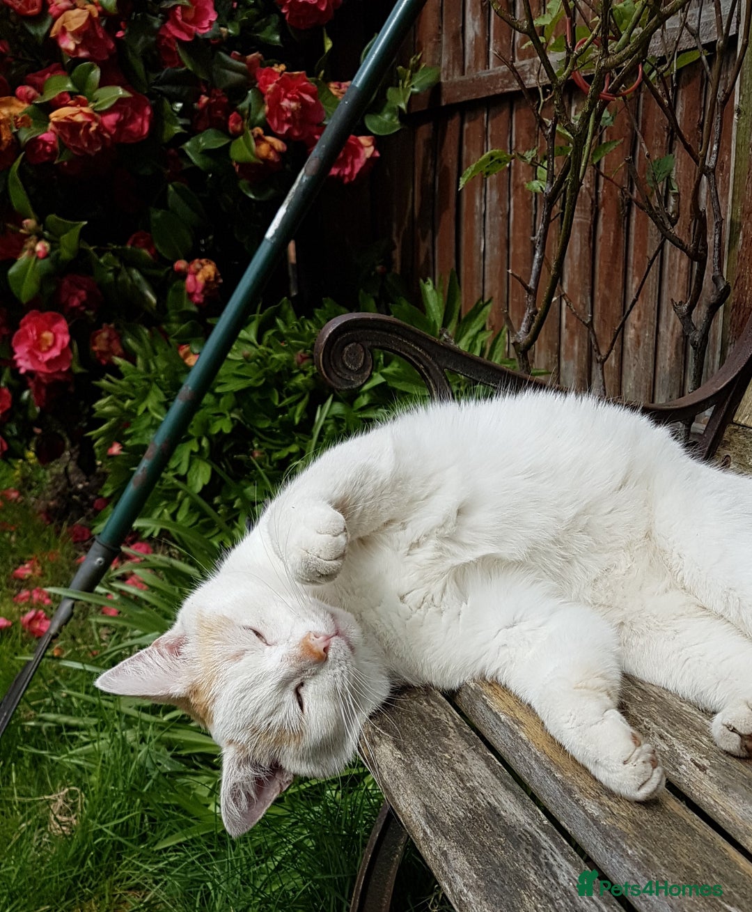 Domestic Shorthair cats for sale: Bartholomew needs a home! - Advert 1