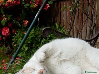 Domestic Shorthair cats Bartholomew needs a home! - Advert 4