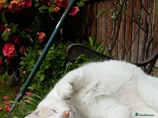 Domestic Shorthair cats Bartholomew needs a home! - Advert 11