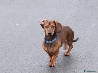 Miniature Dachshund dogs STUD - proven -KC registered mini dachshund - Advert 2