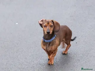 Miniature Dachshund dogs STUD - proven -KC registered mini dachshund - Advert 18