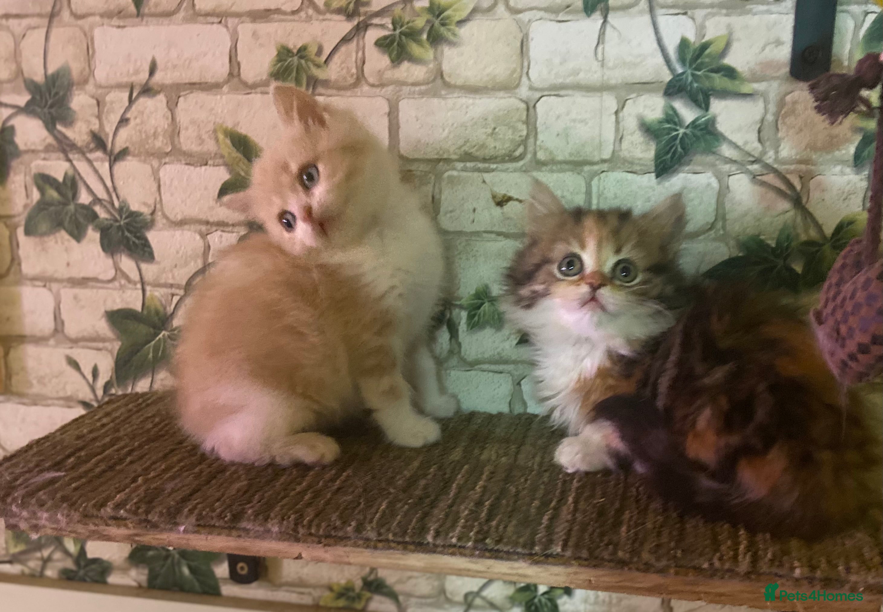 Munchkin cats Full Pedigree Munchkin Kittens - Advert 18