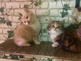 Munchkin cats Full Pedigree Munchkin Kittens - Advert 18