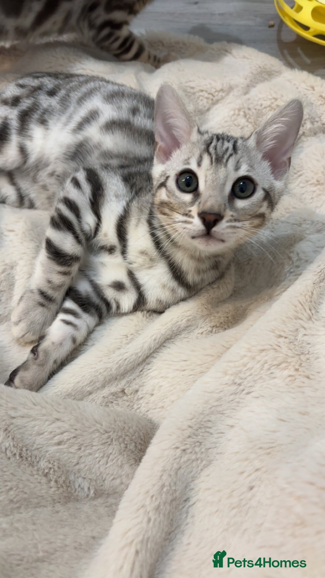 Bengal cats for sale: 🌟pedigree bengal kittens🌟 - Advert 7