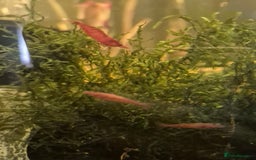 Shrimps fish for sale: Cherry shimps - Image 1