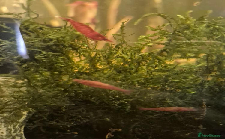 Shrimps fish - Advert 2