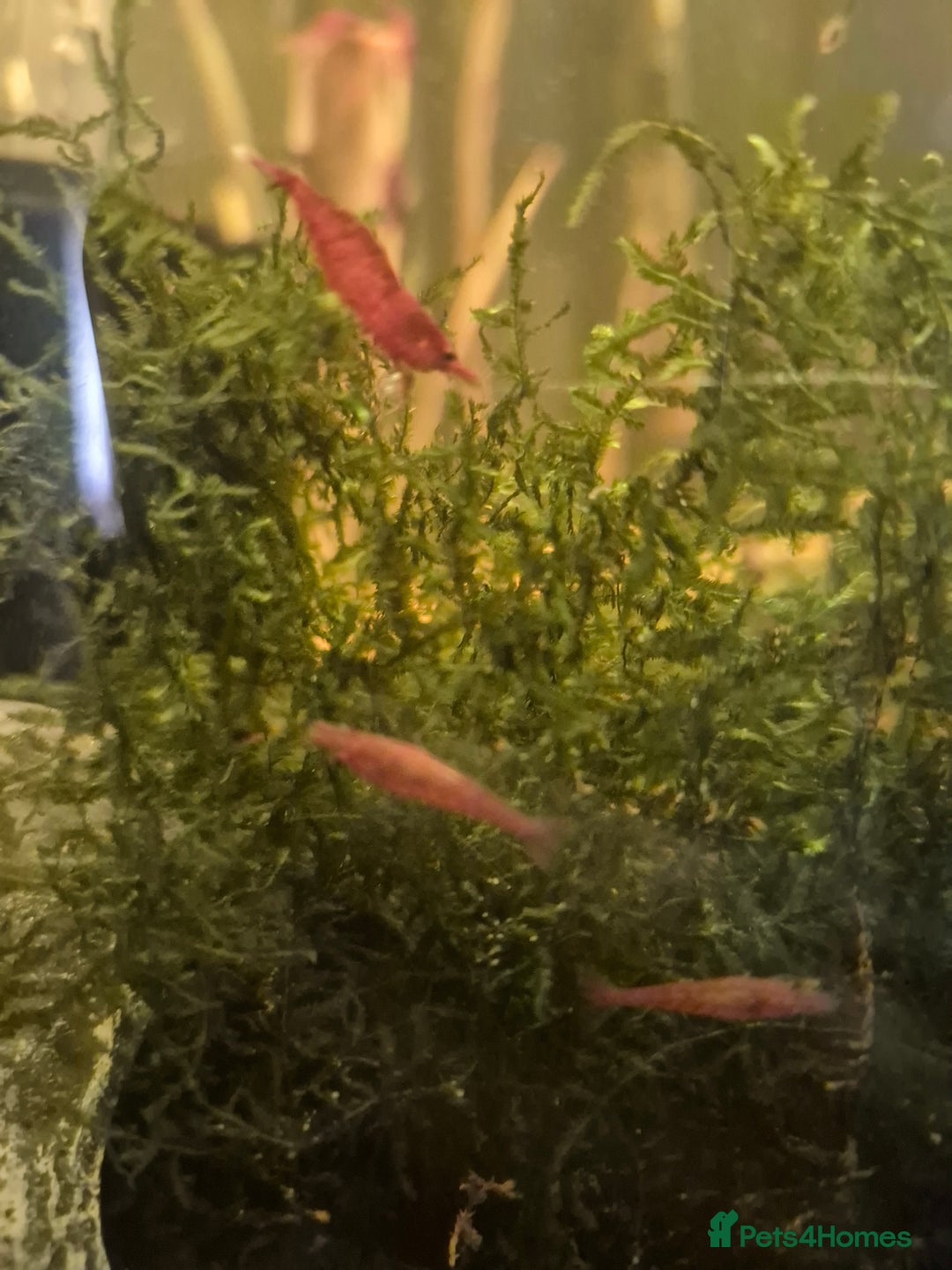 Shrimps fish for sale: Cherry shimps - Image 1
