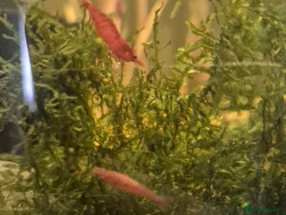 Shrimps fish - Advert 10