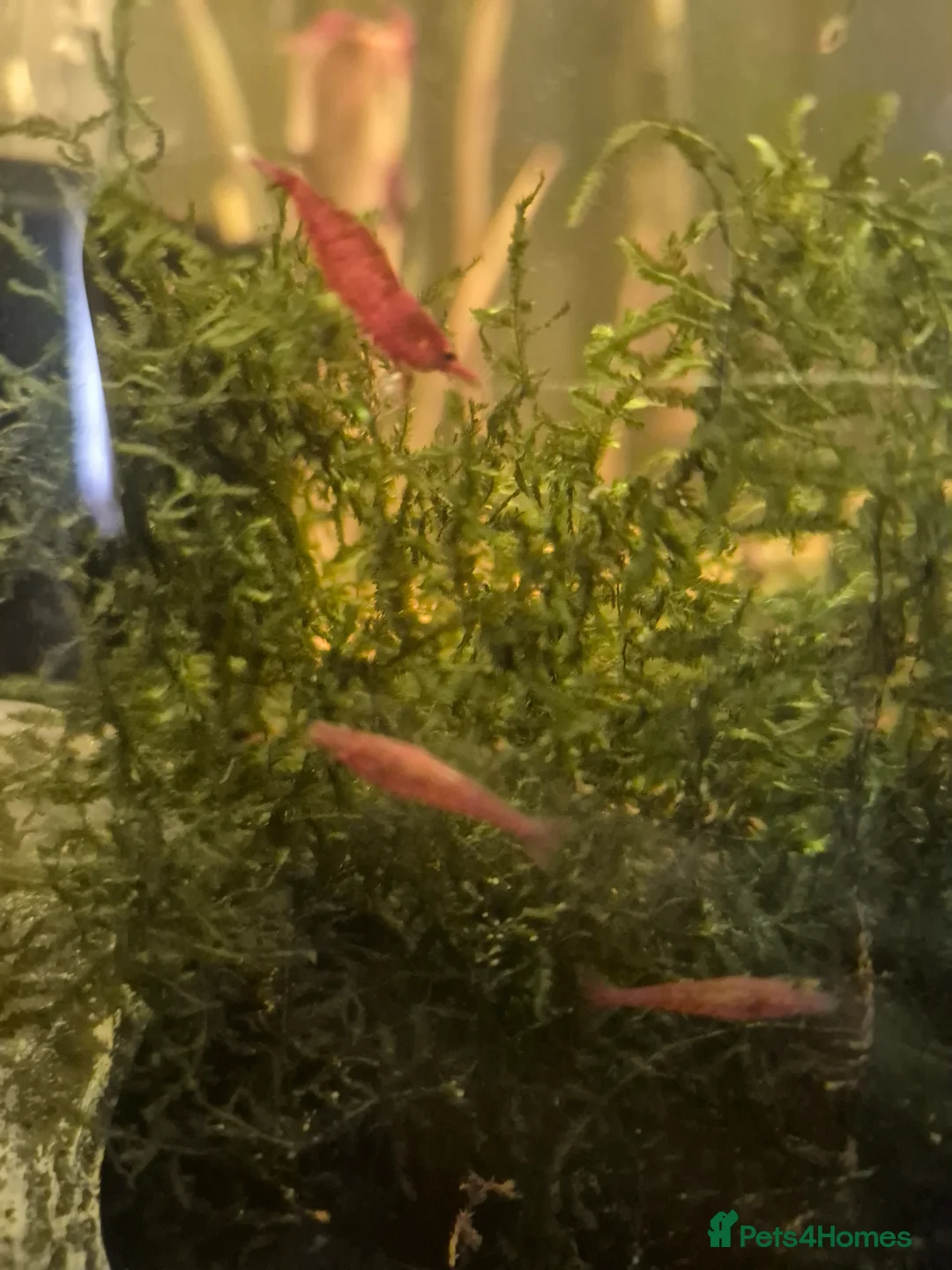 Shrimps fish for sale: Cherry shimps - Advert 1