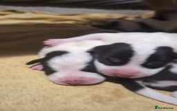 Mixed Breed dogs for sale: Beautiful puppies  - Image 4