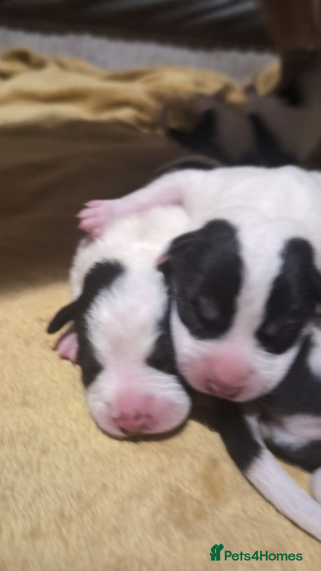 Mixed Breed dogs for sale: Beautiful puppies  - Image 4