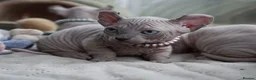 Dwelf cats for sale: Dwelf and Elf kittens for the best homes.  - Advert 6