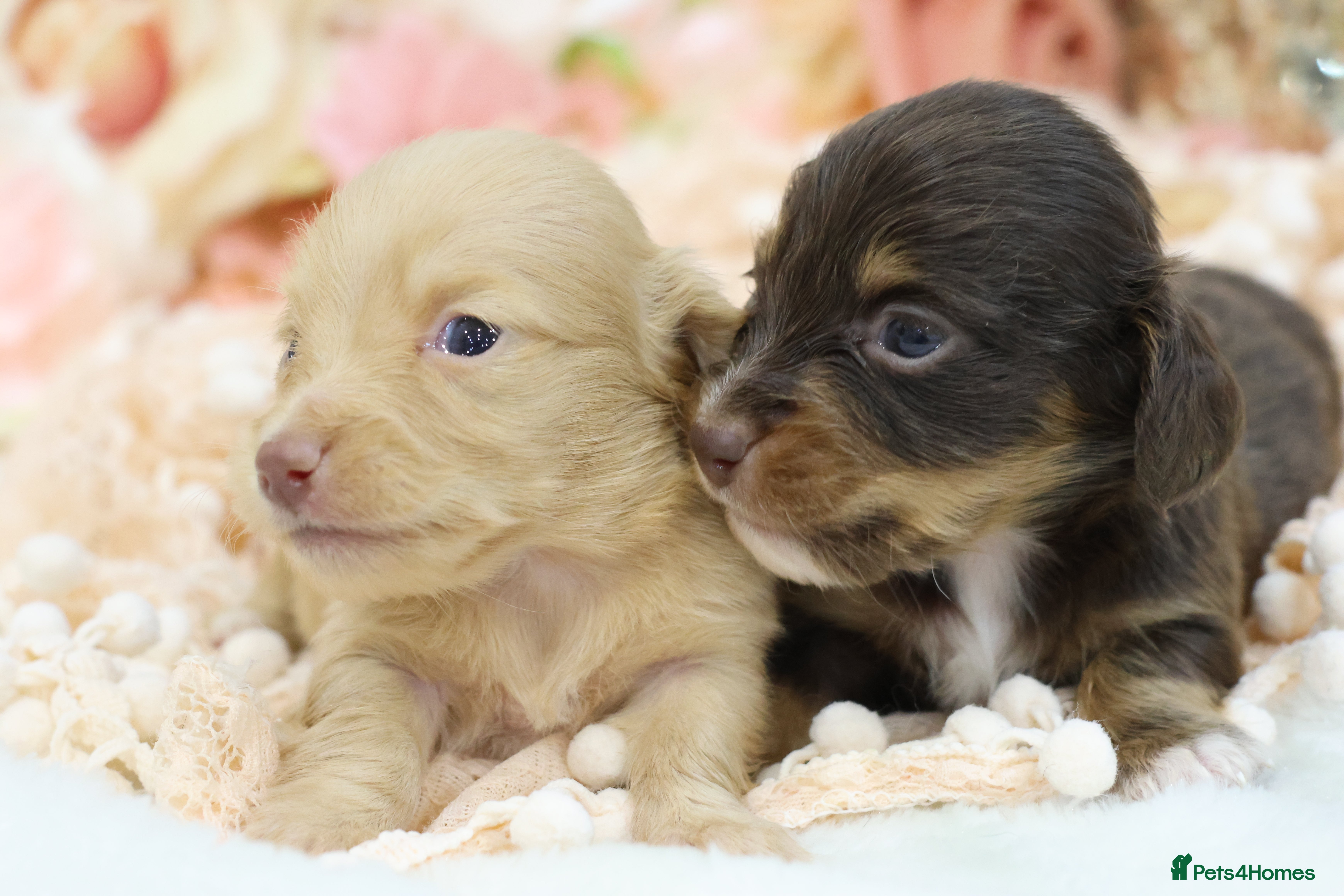 Miniature Dachshund dogs KC Longhair Miniature Dachshund Puppies - Advert 5