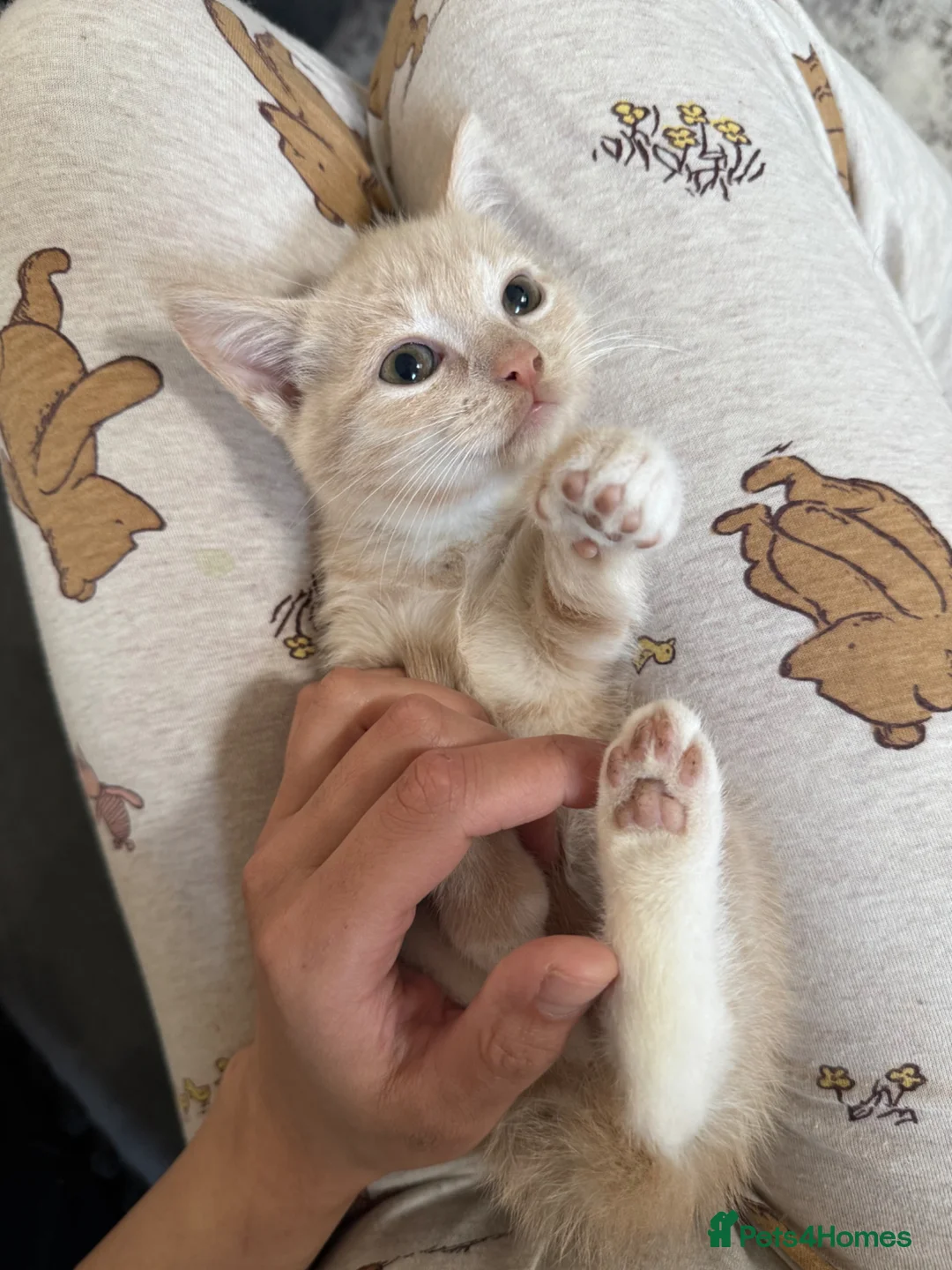 Mixed Breed cats for sale: Bengal cross kittens  - Advert 2