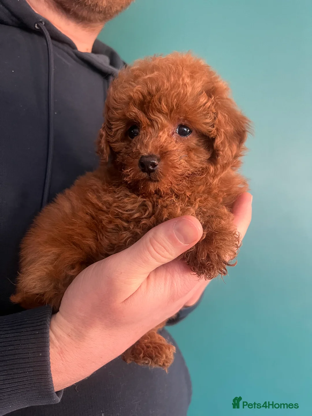 Toy Poodle dogs for stud: Toy poodle for stud  in Burnley - Advert 2
