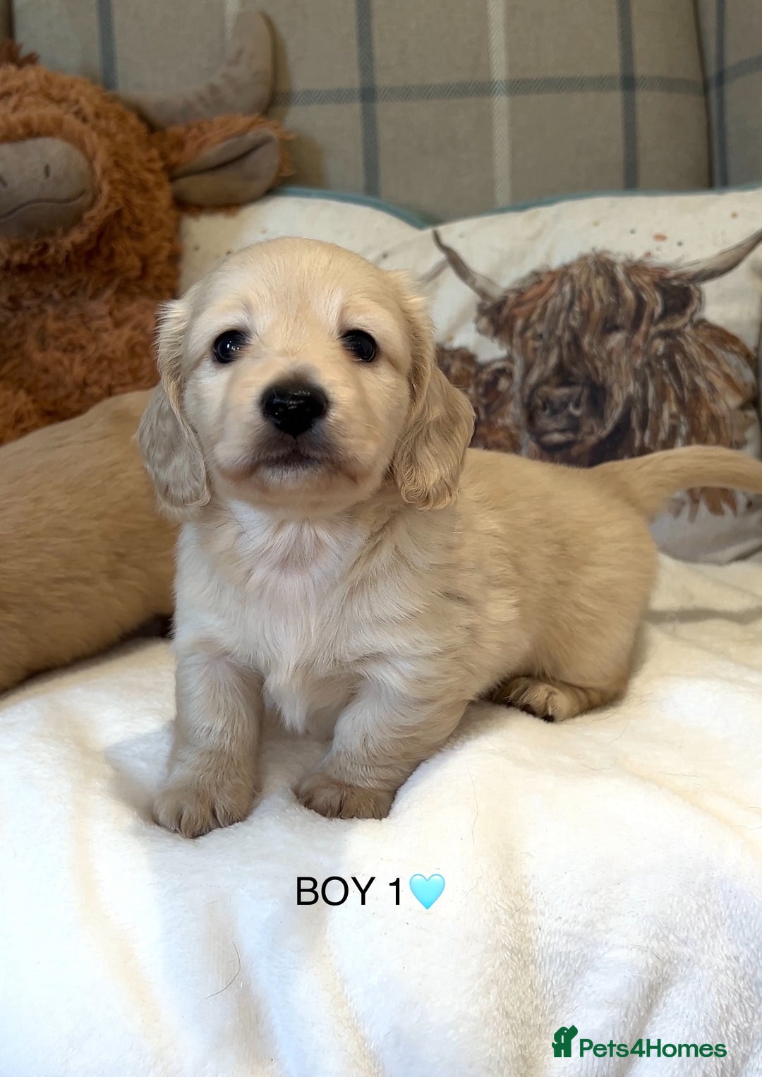 Miniature Dachshund dogs for sale: CREAM MINIATURE DACHSHUNDS💛 - Image 14