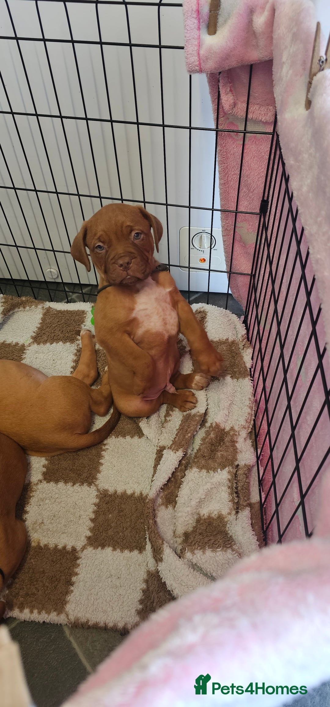 Dogue De Bordeaux dogs for sale: 11 Dogue de Bordeaux Puppies – 7 Boys & 4 Girls - Image 19