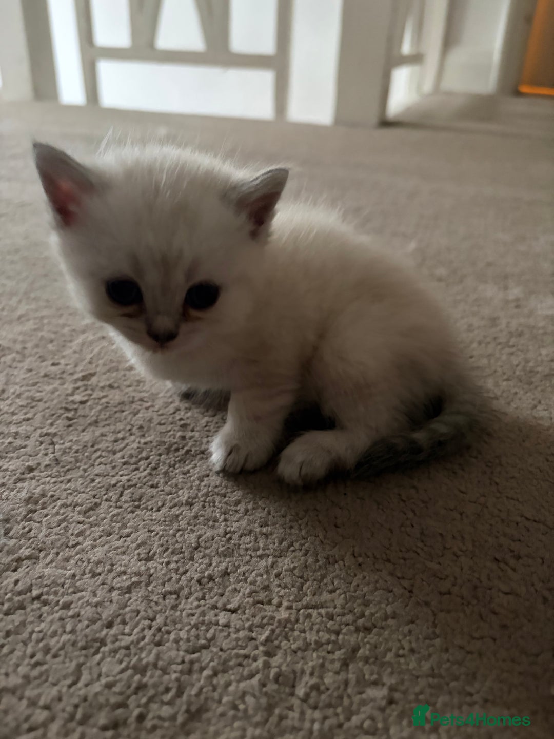 British Shorthair cats for sale: British short hair/persian mother - Image 13