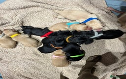 Labrador Retriever dogs for sale: New KC litter of Labradors just born VET approved - Image 1