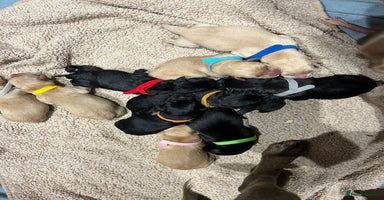 Labrador Retriever dogs - Advert 7