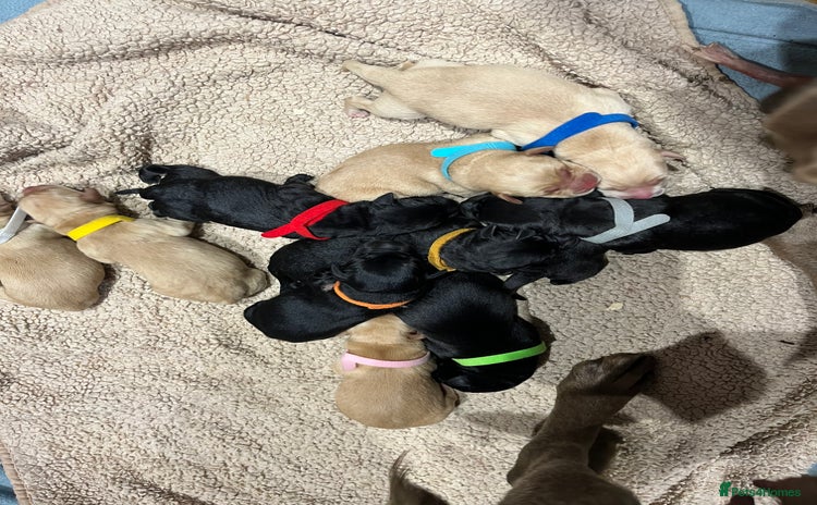 Labrador Retriever dogs - Advert 1
