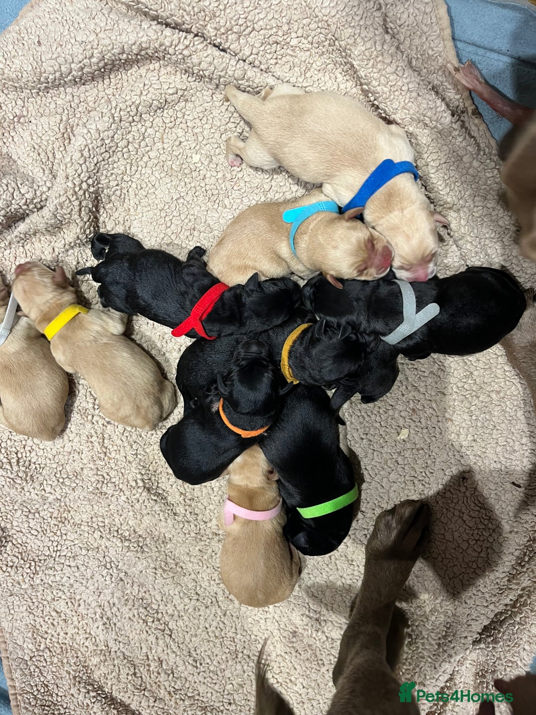 Labrador Retriever dogs for sale: New KC litter of Labradors just born VET approved - Image 1