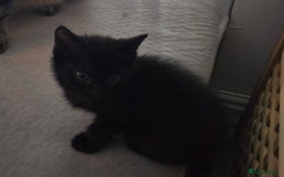 Mixed Breed cats for sale: Kittens For Sale - Image 12
