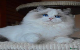 Ragdoll cats for sale: 🎀✨️Waiting list for lovely TICA🐱is open✨️🎀 in Slough - Image 1