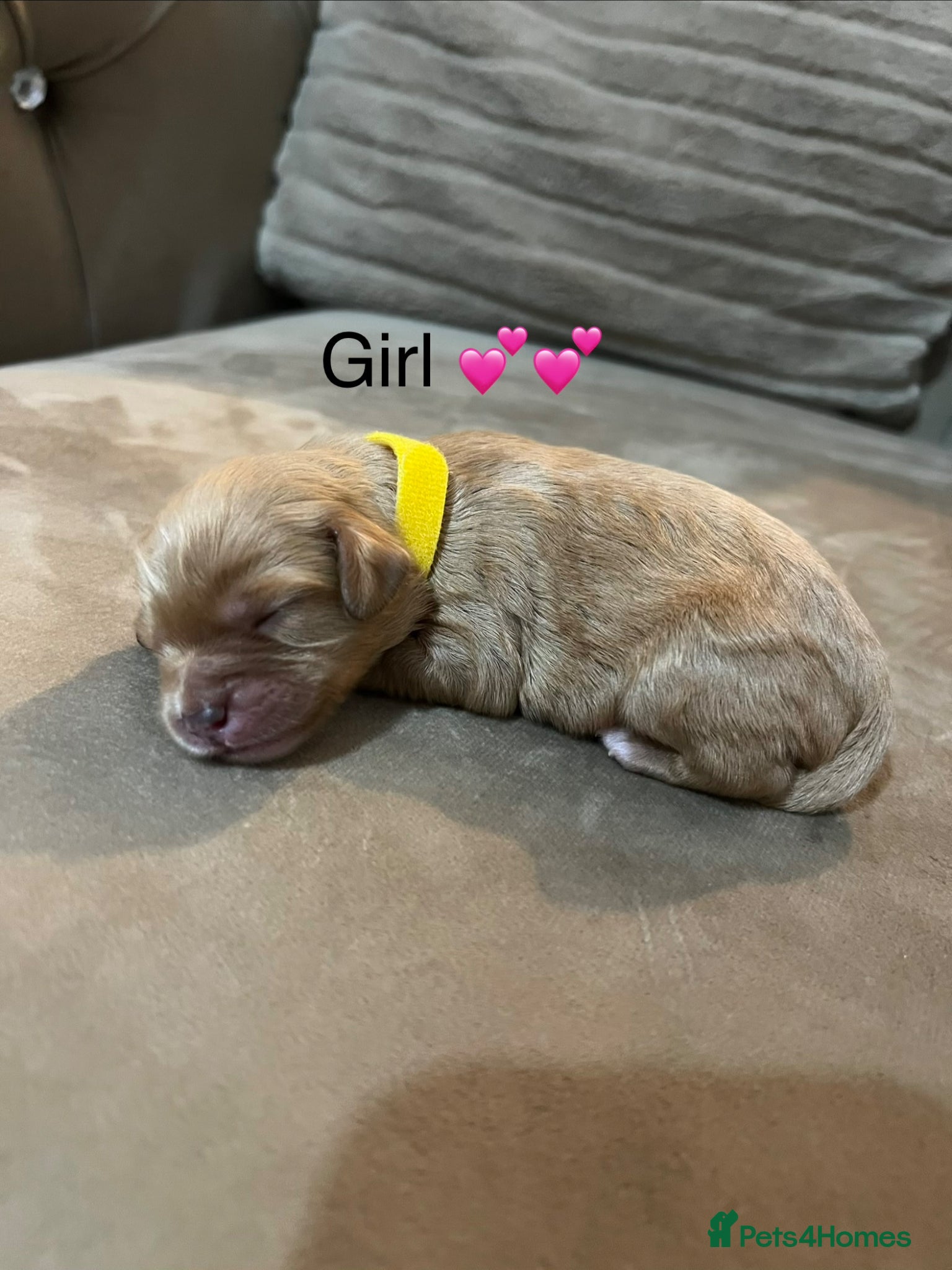 Cavapoo dogs for sale: 5 beautiful cavapoos ready in July 🐶🐶 - Advert 6