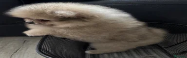 Pomeranian Puppy 1