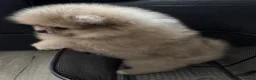 Pomeranian dogs for sale: 3 beautiful puppies Pomeranian  - Advert 13