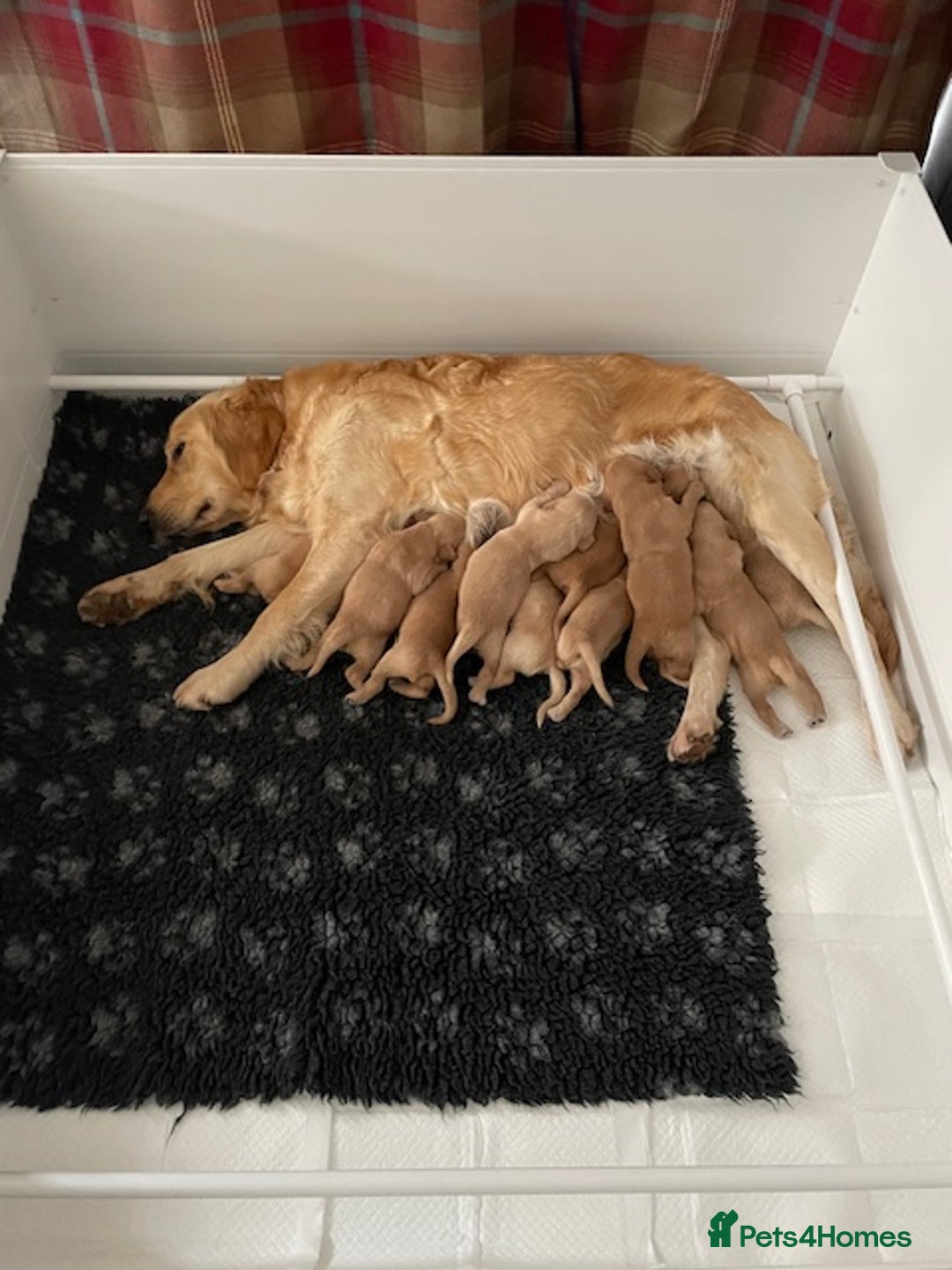 Golden Retriever dogs for sale: Beautiful Litter of Golden Retriever Puppies  - Advert 1