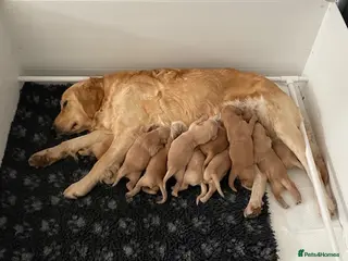 Golden Retriever dogs Beautiful Litter of Golden Retriever Puppies - Advert 9