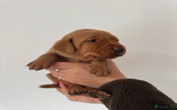 Labrador Retriever dogs for sale: KC Reg Fox Red Labrador Pups from Working Parents - Image 9