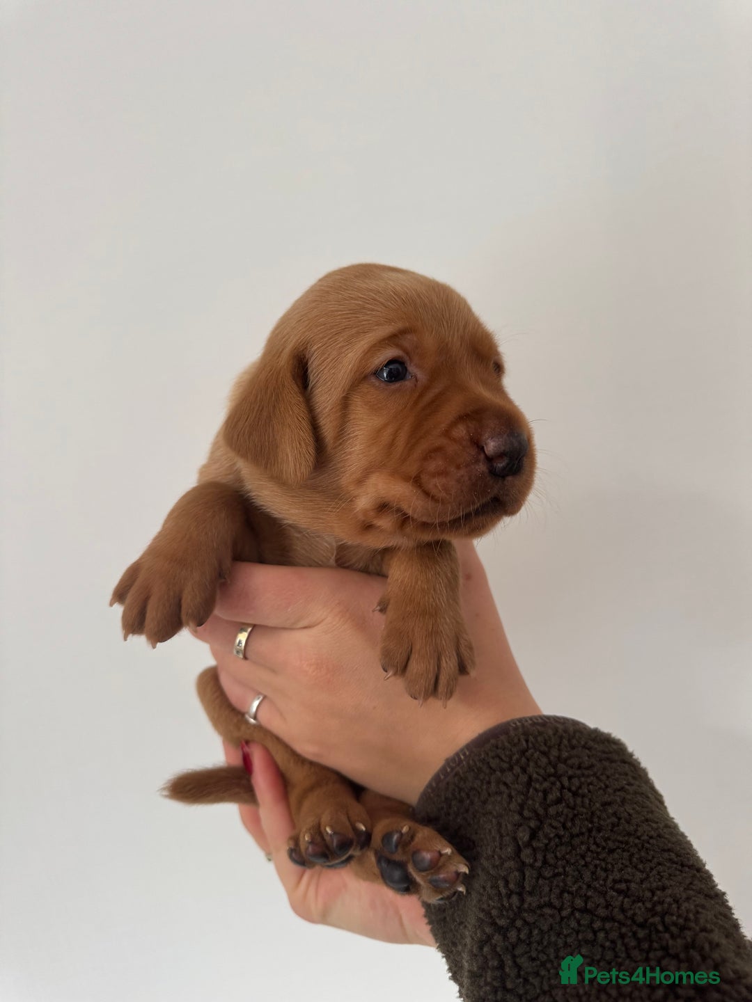 Labrador Retriever dogs for sale: KC Reg Fox Red Labrador Pups from Working Parents - Image 9