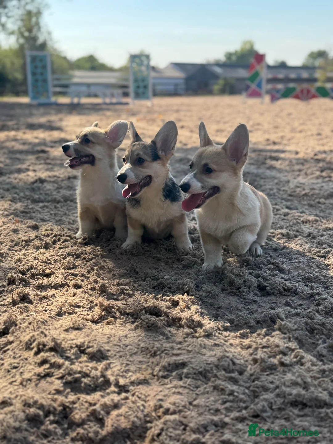 Welsh Corgi Pembroke dogs for sale: PERFECT PEMBROKE PUPPIES - Advert 1