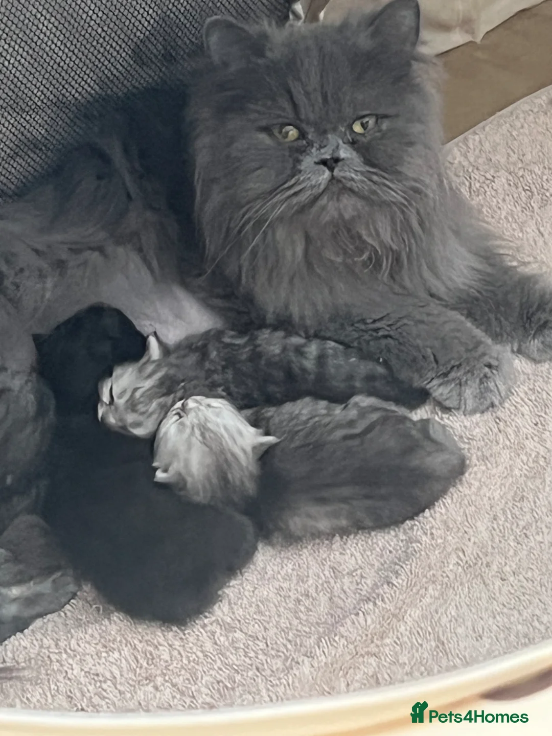 Persian cats for sale: Pure persion kittens - Advert 1