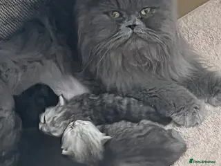 Persian cats Pure persion kittens - Advert 18