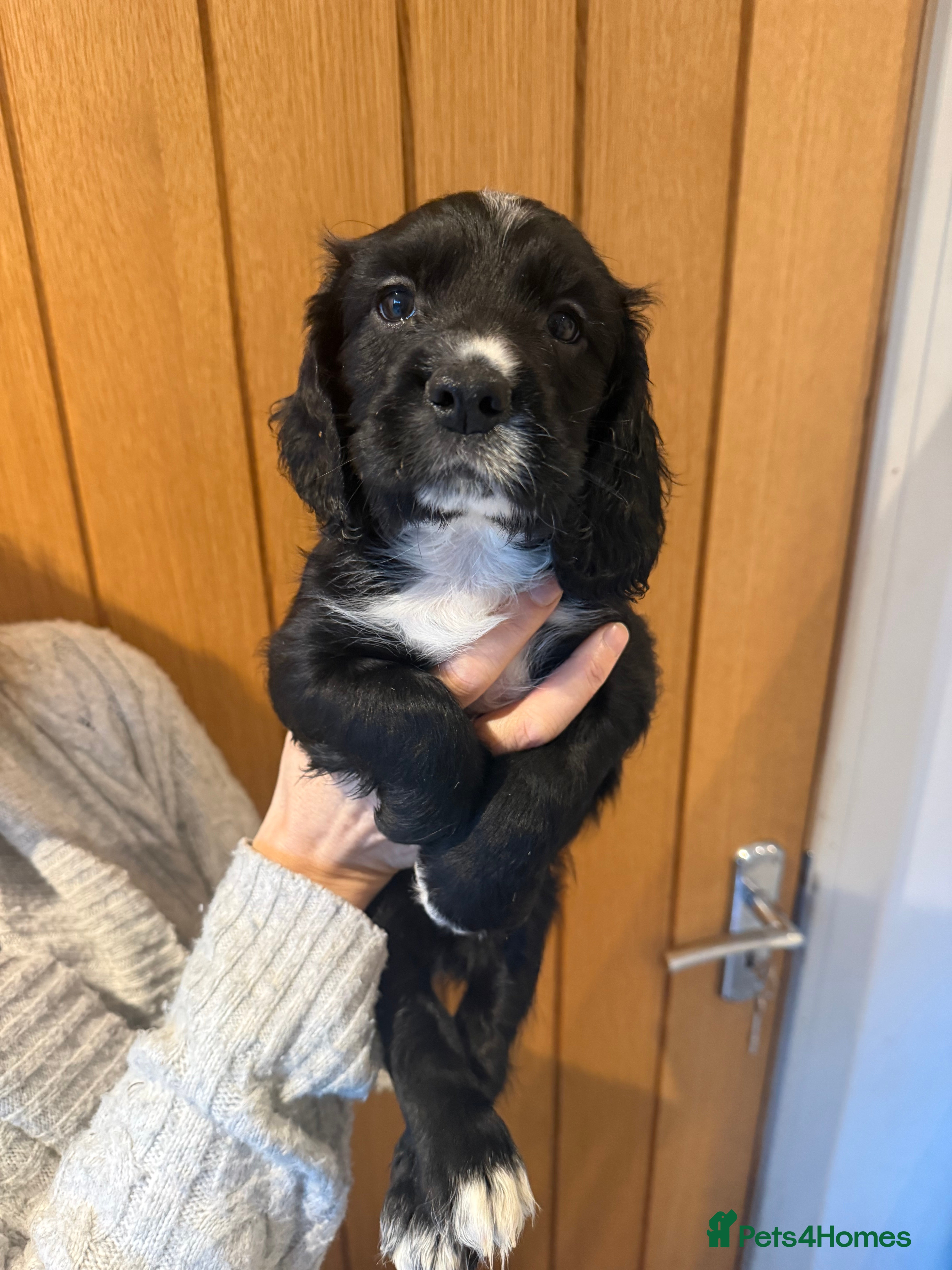 Sprocker dogs Sprocker spaniel puppies - Advert 15