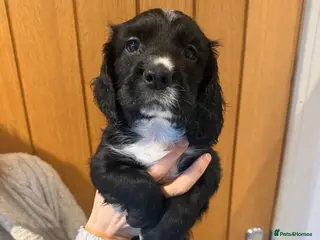 Sprocker dogs Sprocker spaniel puppies - Advert 15