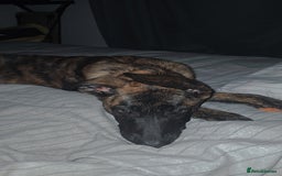 Mixed Breed dogs for sale: Kiwi German/lurcher - Advert 6