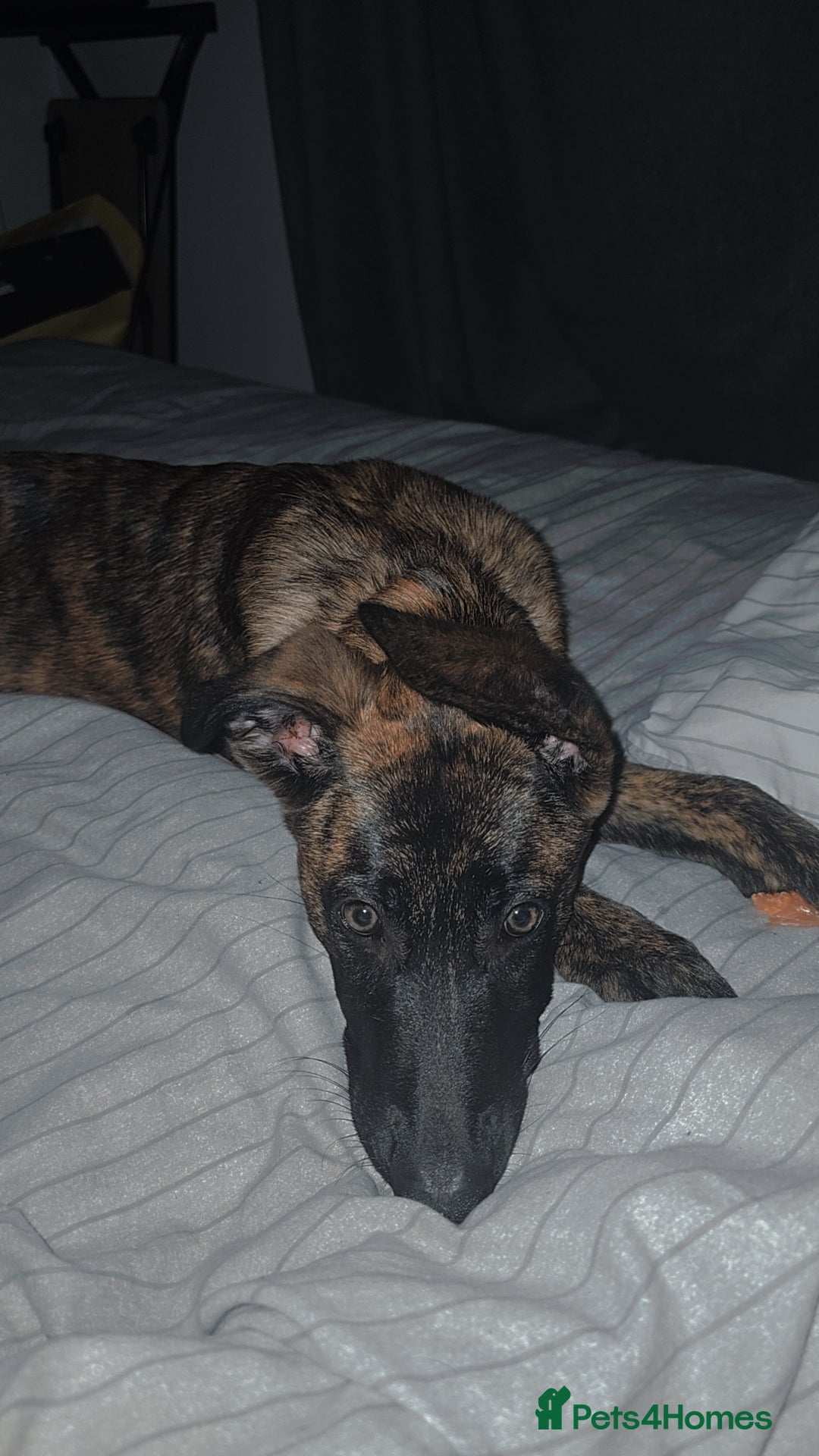 Mixed Breed dogs for sale: Kiwi German/lurcher - Advert 6