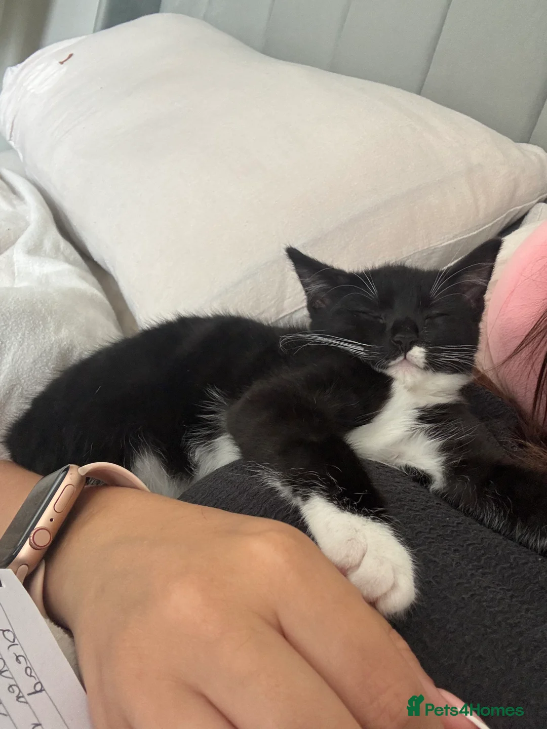 Mixed Breed cats for sale: Black and white kitten  - Advert 3