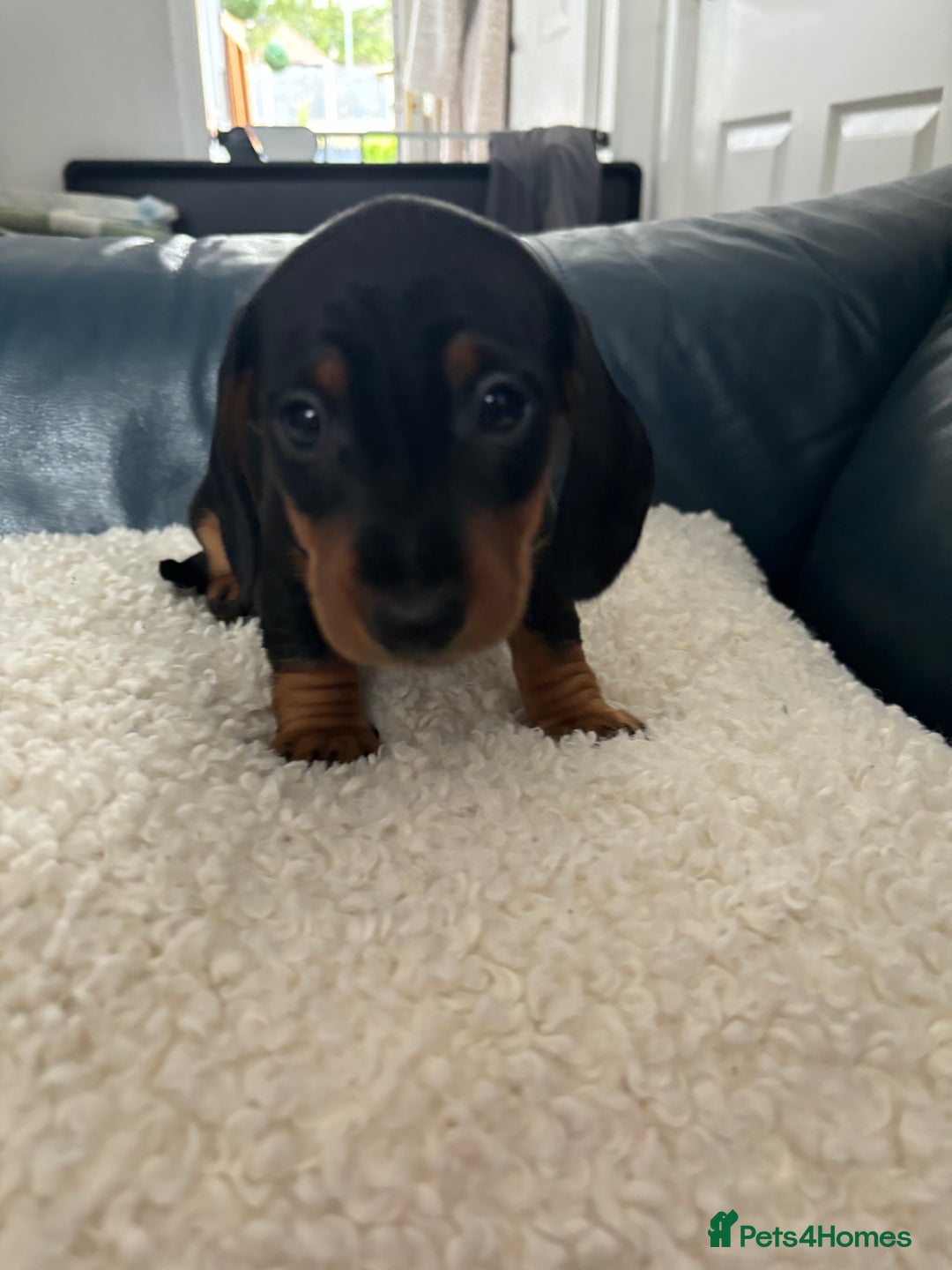 Dachshund dogs for sale: Miniture dachshund  - Image 6